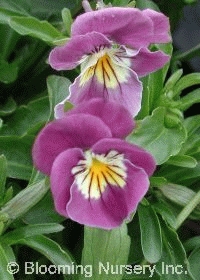 Viola 'Lilac Whiteface'